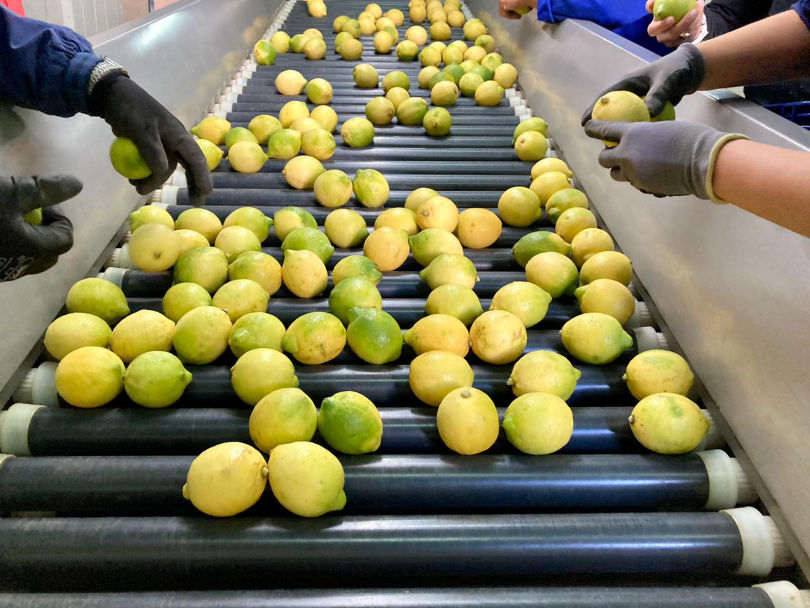 Exportation and sale of lemon verna - Snature Citrus - Lemons